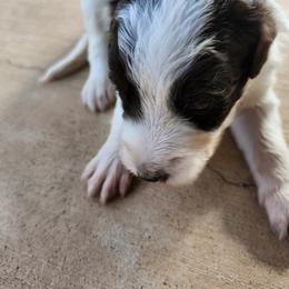 Slate - White and black male Bordoodle puppy in New Oxford, Pennsylvania from The Weekend Farm