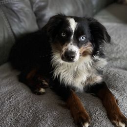 Lacey - Miniature Australian Shepherd