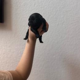 Boy 10 - Black male Cane Corso puppy in Princeton, Texas from Guardians of Arcadia Cane Corso
