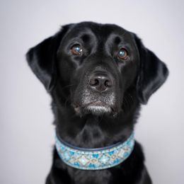 Labrador Retrievers from Tri Star Labradors