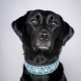 Labrador Retrievers from Tri Star Labradors