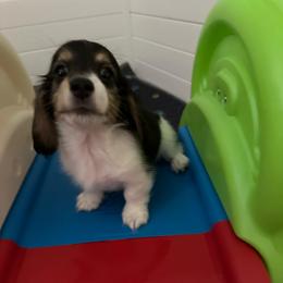 Frankie. -(Willow-Girl 2) - Black and cream female Dachshund puppy in Wolf Lake, Indiana from Canisteo Dachshunds