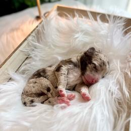 Mr.Tumnus - White and red merle male Bordoodle puppy in Valley Center, California from Circle R Valley Bordoodls