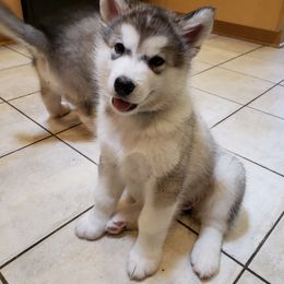 Alaskan Malamute Puppies from Delphi Alaskan Malamutes