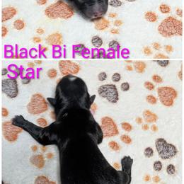 Star - Black & white female Australian Shepherd puppy in Squaw Valley, California from A&M Australian Shepherds