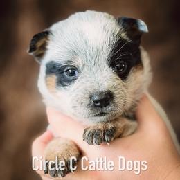 Girl 1 - Blue female Australian Cattle Dog puppy in Blackfoot, Idaho from Circle C Australian Cattle Dogs