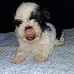 Oreo - Black and white male Shih Tzu puppy in Memphis, Tennessee from Lady and the Tramp