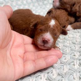 Reese - Red and white male Cockapoo puppy in Pledger, Texas from Sugarbear Cockapoos