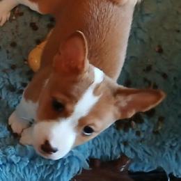 Djarin - Red and white male Basenji puppy in Portland, Oregon from Khani's Basenjis and Italian Greyhounds