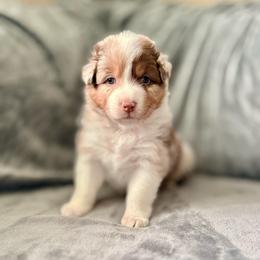Sandy  MONTHLY FINANCING AVAILABLE - Red merle female Australian Shepherd puppy in Morehead City, North Carolina from Crab Point Australian Shepherds