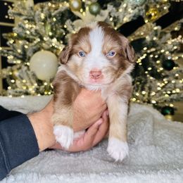 Eros - Miniature Australian Shepherd puppy in Kaufman, Texas from Xoxo Aussies