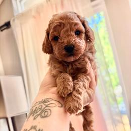 Athos - Apricot male Poodle puppy in Bremerton, Washington from Lincoln Luxe Poodles