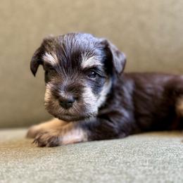 Magnum - AKC - Gray Collar - Black and silver male Miniature Schnauzer puppy in Wheeler, Wisconsin from Sue’s Miniature Schnauzers