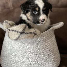 Australian Shepherd Puppies from Kelly Arndt