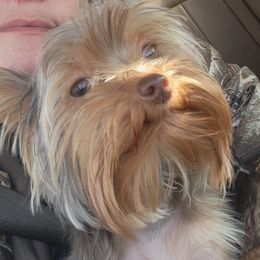 Hopper - Yorkshire Terrier