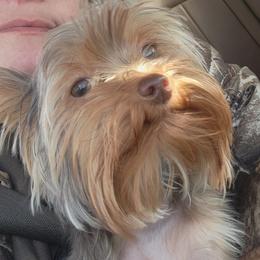 Hopper - Yorkshire Terrier