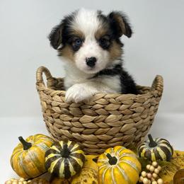 Sherbet (fluffy) - Black and tan male Pembroke Welsh Corgi puppy in Waco, Texas from The Comma Corgis