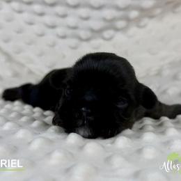 Gavriel - Black and tan male Shih Tzu puppy in Alice, Texas from Altas Palmas Shih Tzu