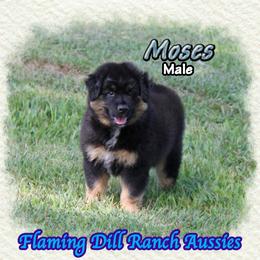 Moses - Black tri male Miniature Australian Shepherd puppy in Forestburg, Texas from Flaming Dill Ranch Aussies