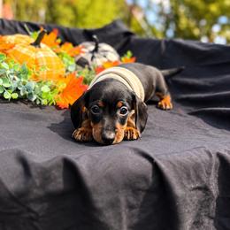 Nani AKC - curly tail - 2800 - Black and tan female Dachshund puppy in Indian Trail, North Carolina from Hilda’s Teenie Weenies