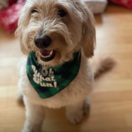 Remi - Goldendoodle