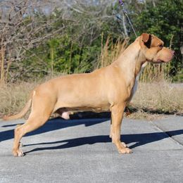 Hades - American Staffordshire Terrier