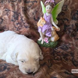Willow Girl 2 - Light golden female Golden Retriever puppy in Niles, Michigan from Composer Goldens