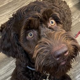 Taylor - Australian Labradoodle