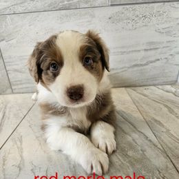 Mya red - Red merle male Australian Shepherd puppy in Arbela, Missouri from County Line Aussies