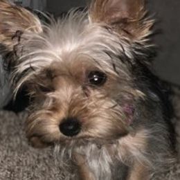 Yorkshire Terriers from Pretty Puppy