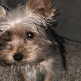 Yorkshire Terriers from Pretty Puppy