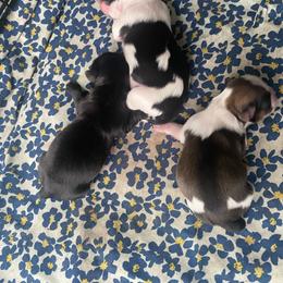 Bridle - Brindle and white male Shih Tzu puppy in Detroit, Michigan from Yanna  Shih Tzus