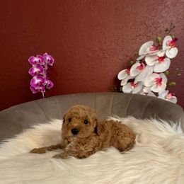 Boy 2 - Red  Poodle puppy in Davie, Florida from Dave Poodles