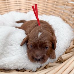 Bagel - Red male Cavapoo puppy in Apache Junction, Arizona from Coffey House Doodles
