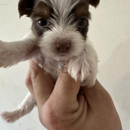 Wade - Parti male Yorkshire Terrier puppy in Rochester, New York from Tnt Yorkies and Cosmic corgis