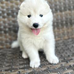 Samoyed Puppies from Marissa Wheeler