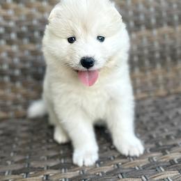 Samoyed Puppies from Marissa Wheeler