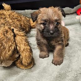 Boy red - Red wheaten male Cairn Terrier puppy in Lore City, Ohio from Loves Kennel