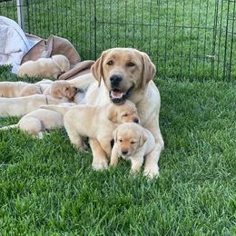 Labrador Retriever Puppies from Green Mountain Labradors