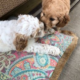 Cockapoo Puppies from Maple’s Cockapoo Puppies