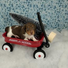 Dachshund Puppies from Newbern's Nuggets