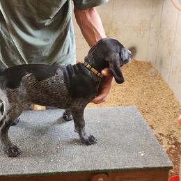 Gold Collar - Blue ticked male Bluetick Coonhound puppy in Caneville, Kentucky from Bluegrass Blueticks (BGK)