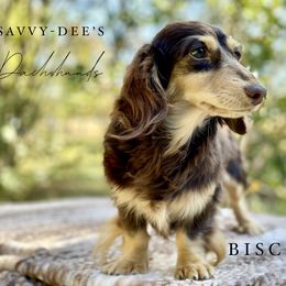 Biscotti - Dachshund