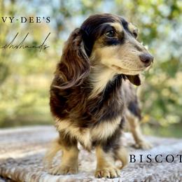 Biscotti - Dachshund