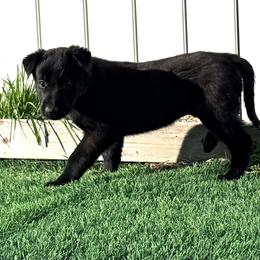 Pink Collar - Fawn sable female Belgian Malinois puppy in Trenton, Georgia from Laeknir K9