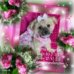 Misha F Morkie - Black & tan tri-color female Morkie puppy in Silverhill, Alabama from Malteseuluv’s Tiny Treasurers