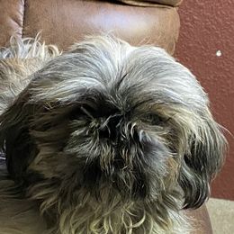 Chloe - Shih Tzu