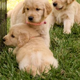 Golden Retriever Puppies from Huntleigh Goldens