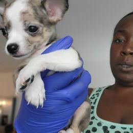 Chihuahua Puppies from Maldonado Pet Life Breeder LLC.