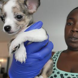 Chihuahua Puppies from Maldonado Pet Life Breeder LLC.